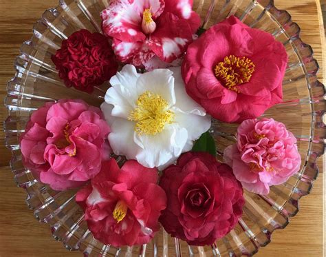 What Is A Camellia Bowl Southern Living