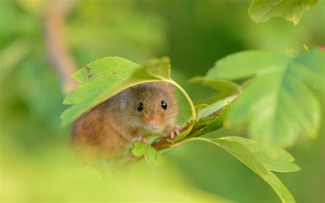 Mouse Full Hd Wallpaper And Background 1920x1200 Id424856