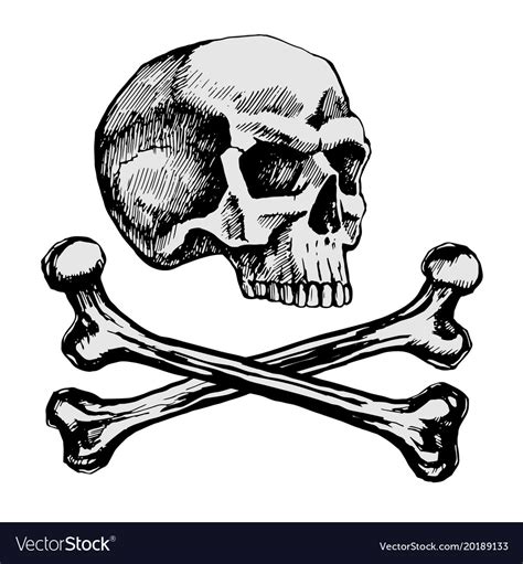 Skull And Bones Royalty Free Vector Image Vectorstock