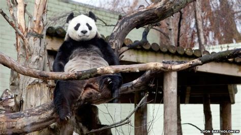 Mating Season Approaches For Edinburgh Zoo Pandas Bbc News