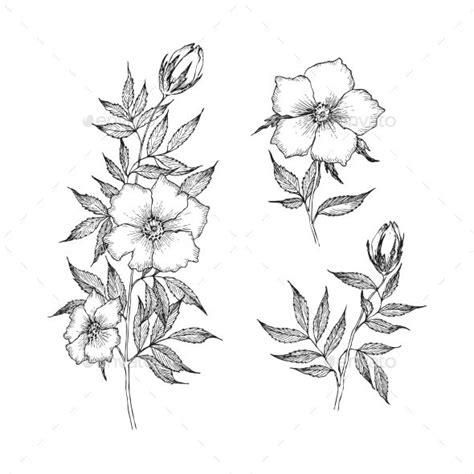Find this pin and more on leaves and download this black hand drawn line side wedding decoration with plant floral border, border clipart, marry, wedding ceremony png clipart. Vintage Botanical Illustration Flower | Botanical ...