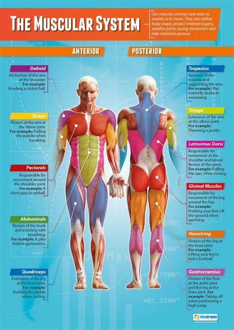 The Muscular System Pe Posters Gloss Paper Measuring 850mm X 594mm A1 Physical Education