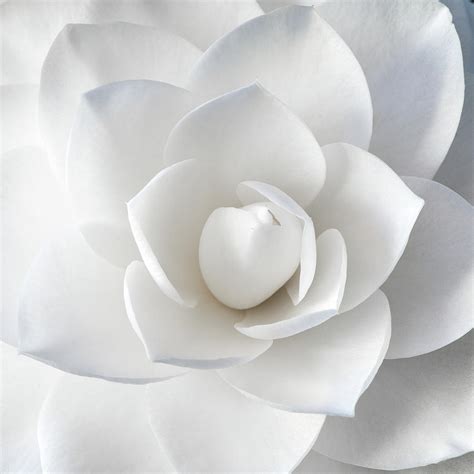 White Petals Photograph By Paul Johnson Fine Art America