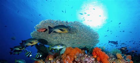 Environmentally Friendly Diving To Conserve Marine Life For Sustainable