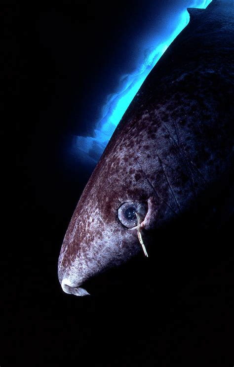 Greenland Shark With Copepod Parasite Photograph By Louise Murray