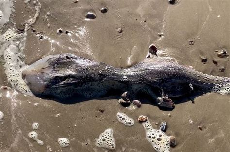 Locals Baffled By Alien Like Sea Creature That Washed Up On