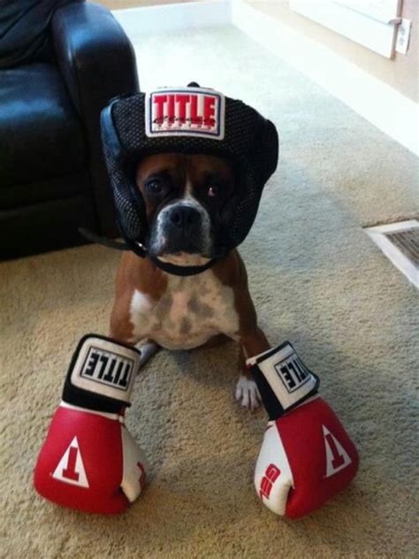10 Best Boxer Dog Names