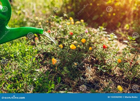 Woman Gardener Watering Purslane Flowers With Watering Can Summer