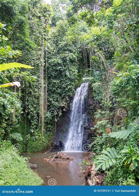 Wasserfall An Den Wasser Gärten Von Vaipahi Tahiti Französisch