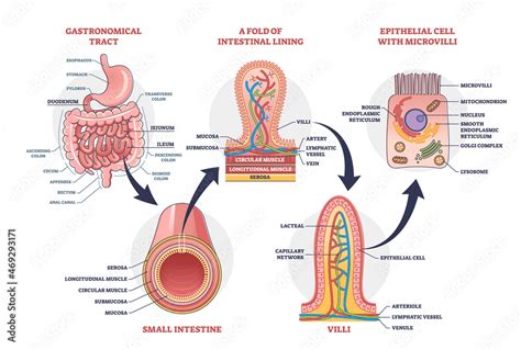 Obraz Na Płótnie Small Intestine With Scientific Gastrointestinal Tract