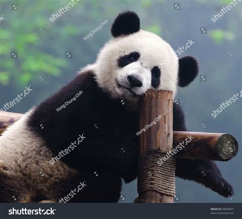 Closeup Of Giant Panda Bear Looking Right Into The Camera Stock Photo