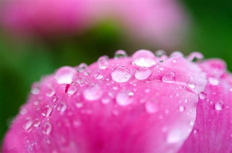 Flower Petal With Water Droplets Macro Peonies Stock Image Image Of