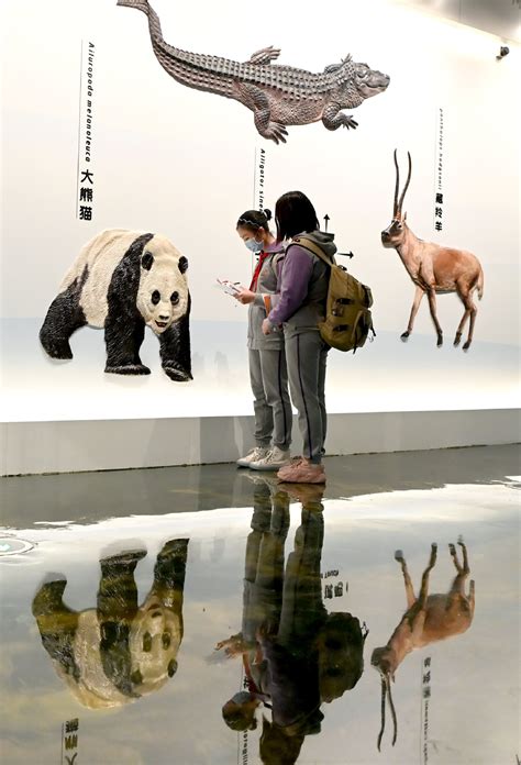 Museum Sheds Light On Giant Pandas Cn