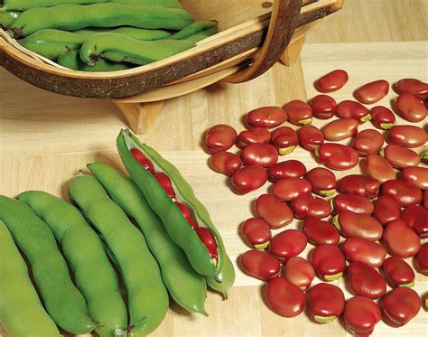 Broad Bean Red Epicure Vegetable Seeds Unwins Jacksons Nurseries