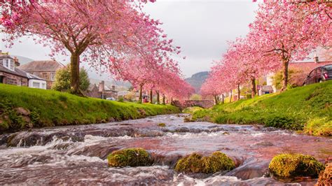 Free Download Sakura Trees Beautiful Landscape Wallpaper