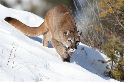 18 Interesting Facts About Cougars