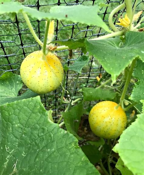 Cucumber plants should be seeded or transplanted outside in the ground no earlier than 2 weeks after the last frost cucumbers are best picked before their seeds become hard and are eaten when immature. LEMON CUCUMBER 60-70 days. This petite creature resembles ...
