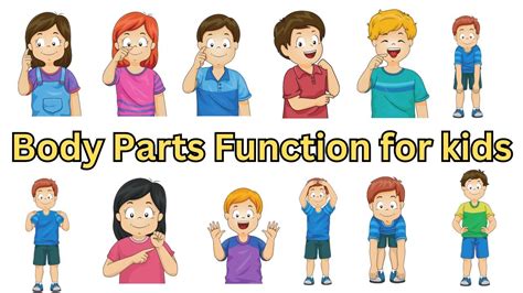 Learn Your Body Parts And Their Function Body Parts Vocabulary Kids