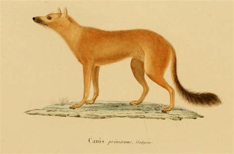 Abes Animals 2 Pictures Of Extinct Canids That On The Bottom It Says