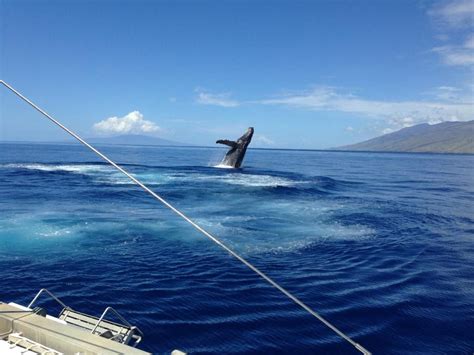 Four Winds Ii Snorkel At Molokini Maui Snorkeling Trip Advisor