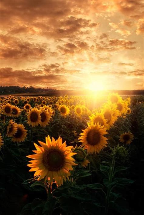 Summer Sunflowers Quadros De Girassol Fotografia De Paisagem Papéis
