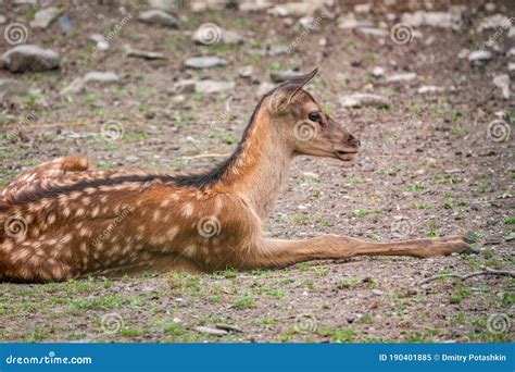 A Young Sika Deer Lying On The Ground And Grass Stock Image Image Of