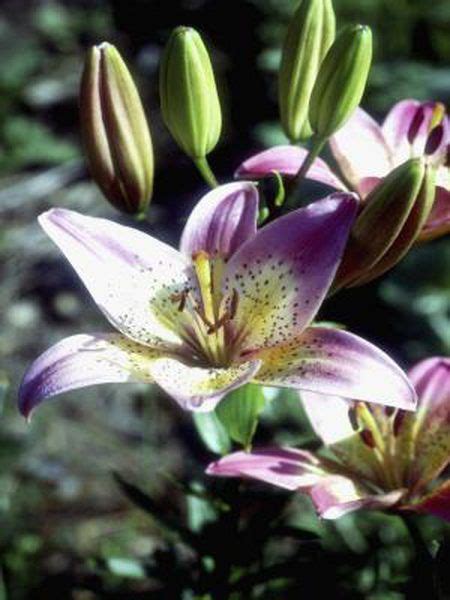Oriental Lilies Vs Asiatic Lilies Lily Plants Oriental Lily Lily Bulbs