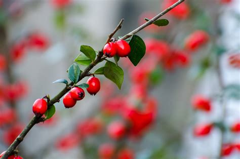 Red Berries Free Stock Photo Public Domain Pictures