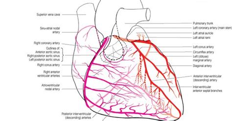 Printiable Mape Of Arteries And Viens The Hematologic And Lymphatic