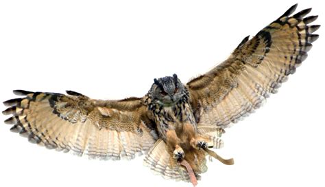 Eurasian Eagle Owl Great Horned Owl Owl Transparent Background Png