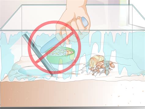 How To Take Care Of A Molting Hermit Crab 12 Steps