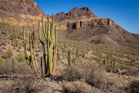 Organ Pipe Cactus National Monument A Precious Slice Of The Sonoran Desert