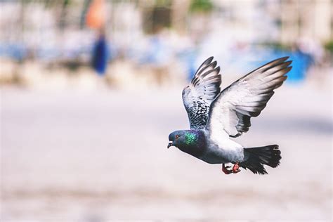 Flying Pigeon Bird Royalty Free Stock Photo