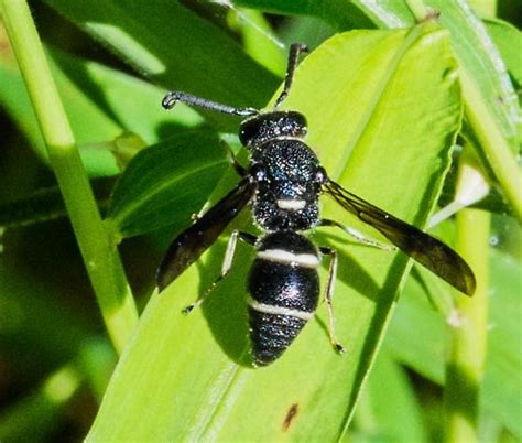 Wasp Euodynerus Bugguidenet