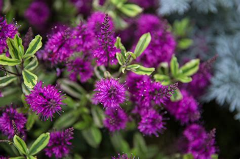 How to identify wild flowers, trees and shrubs in britain and ireland #143162. 11 brilliant summer shrubs - The English Garden