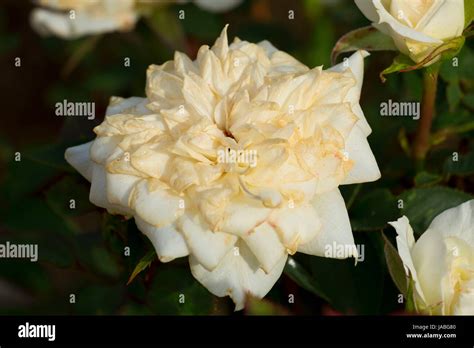 Christa Rose Heirloom Roses St Paul Oregon Stock Photo Alamy