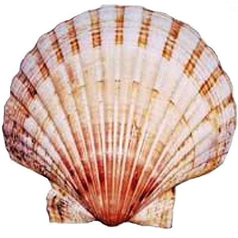 Aphrodite Scallop Shell