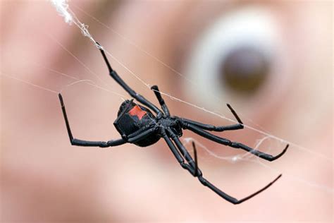 It's not that hot or humid and there's only two kinds of poisonous spiders the black widow and brown recluse. What To Do and Not To Do As Soon As You Realize That You ...