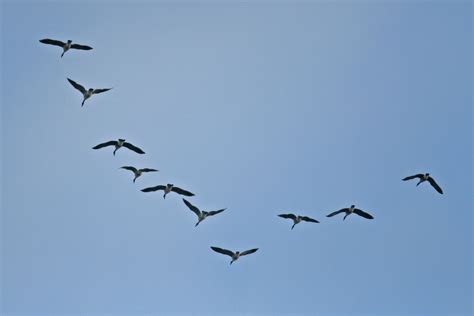 Why Do Birds Flock Together How It Works