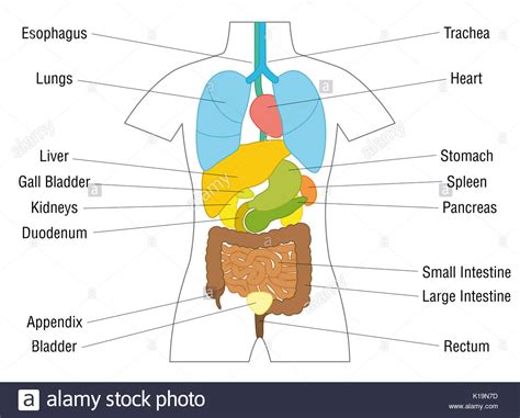 Welche inneren organe liegen der ventralen bauchdecke an? Innere Organe Chart - schematische Anatomie Diagramm mit ...