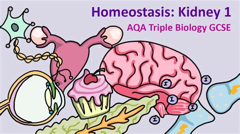 Gcse Science Biology Aqa Homeostasis The Kidney Part 1 Youtube