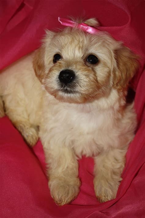 Puppies are very sweet and loving and are the perfect lap baby and happy. Toy Female maltipoo puppy Johnsonsjewels.webs.com Maltipoo puppies in va Malti-poo puppies ...