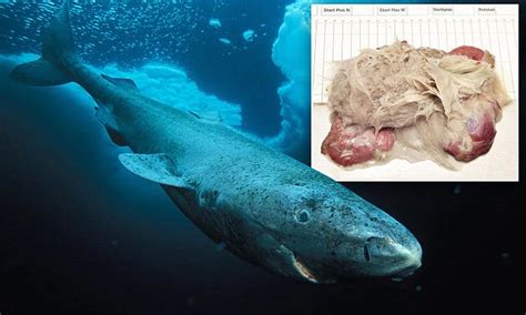 Greenland Sharks Can Develop Parasites On Their Eyes Daily Mail Online