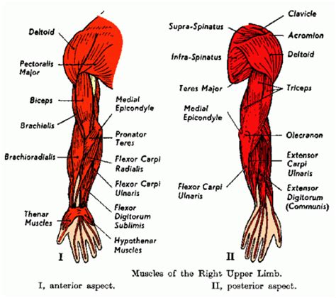 Shoulder Muscles Diagram Labeled Labeled Human Anatomy Diagram Of Man