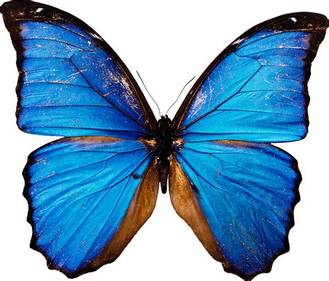 Download Blue Butterfly Png Image Hq Png Image Freepngimg