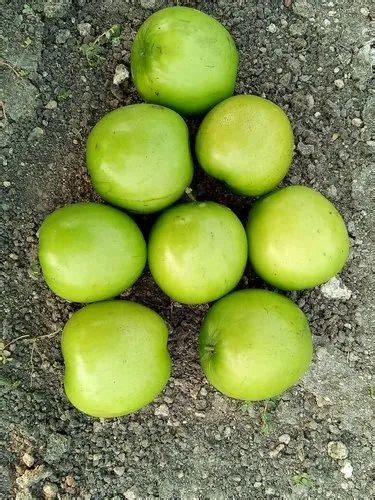 Full Sun Exposure Green Thai Veraity Apple Ber Plant For Fruits At Rs 35piece In North 24 Parganas