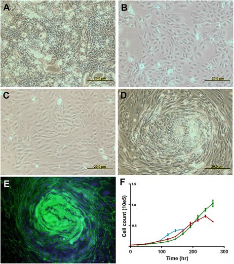 Animal cell functions are solely dependent on the organelles and structures associated with the cell. Growth characteristics of established cell lines. Phase ...