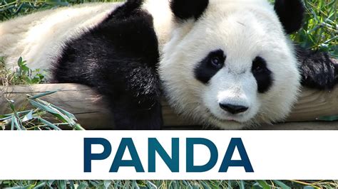 10 Interesting Facts About Pandas National Panda Day Earth Org Riset