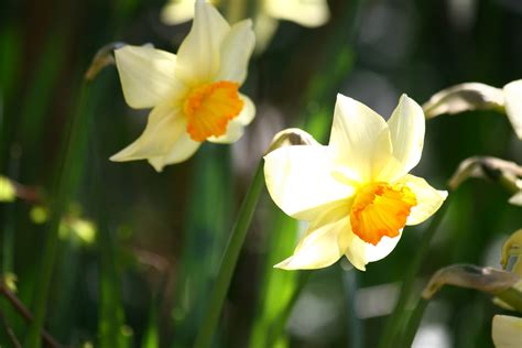 Free Images Flower Botany Yellow Garden Flora Bulbs Daffodils