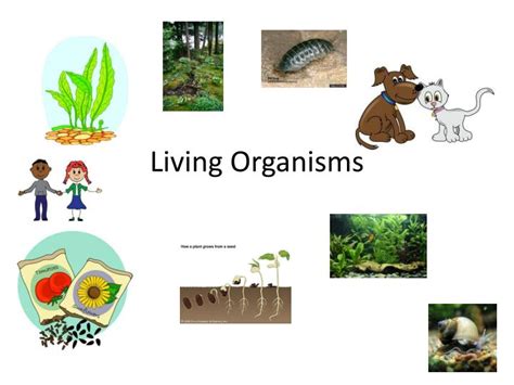 Ppt Living Organisms Powerpoint Presentation Free